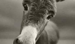 大驴爆料胜仔视频大全集,胜仔视频大全集精彩瞬间回顾